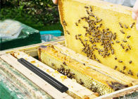Πλαστική παγίδα κανθάρων μελισσοκομίας, αμμοστρωτική μηχανή μελισσοκομίας των εξαρτήσεων κυψελών μελισσών