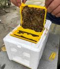 Πλαστική μελισσοκομία κιβωτίων αναπαραγωγής ζευγαρώματος βασίλισσα Rearing