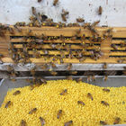 Φυσική ακατέργαστη μελιού μελισσών γύρη μελισσών γύρης φρέσκια οργανική καθαρή
