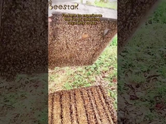 Φυσικό 1,6% 10-HDA Οργανικό Φρέσκο Βασιλικό Ζελέ