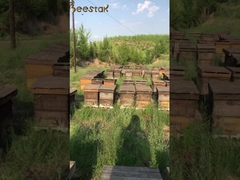 UMF15+ Φυσικό μέλι μελισσών Καθαρό μέλι Manuka Νέας Ζηλανδίας MGO550+ υγιεινά τρόφιμα 250g