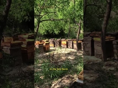 UMF15+ Φυσικό μέλι μελισσών Καθαρό μέλι Manuka Νέας Ζηλανδίας MGO550+ υγιεινά τρόφιμα 250g