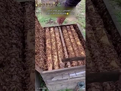 Ακατέργαστη γύρη μελισσών