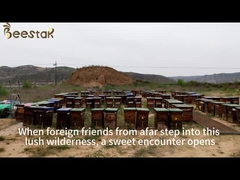 Beestar φρέσκο φυσικό μέλι μηδέν χωρίς πρόσθετα φυσικό μέλι μέλισσας ακατέργαστο μέλι για την υγειονομική περίθαλψη