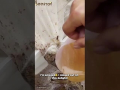 Μεγάλη κόκκινη γύρη γύρης βιασμού μέλι ακατέργαστη μέλισσα γύρη για ανθρώπους και μέλισσες