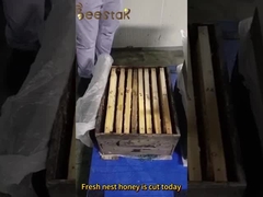 Μεγάλη κόκκινη γύρη γύρης βιασμού μέλι ακατέργαστη μέλισσα γύρη για ανθρώπους και μέλισσες