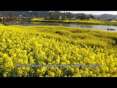 Κίτρινος καφέ καλαμπόκι Καθαρή ακατέργαστη μέλισσα γύρη για μελισσοκομικές εκμεταλλεύσεις