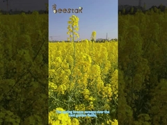 Σκουφάρι Σπασμένη σκόνη γύρης πεύκου Φρέσκια Φύση Λάμψη Κίτρινη