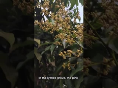 Φυσικό μέλι μέλισσας