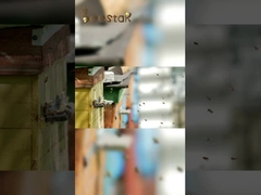 Φυσικό 10-HDA Οργανικό Φρέσκο Βασιλικό Ζελέ Καθαρό Βασιλικό Ζελέ για την υγειονομική περίθαλψη