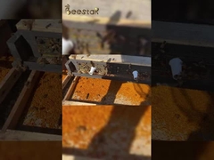 2025 σε πώληση: Υψηλής ποιότητας, μεγάλων σωματιδίων, καθαρή γύρη μέλισσας