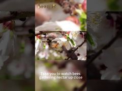 Αγνό νωπό μέλι 100% Αγνό φυσικό μέλι μέλισσας, Το νόστιμο μέλι είναι δύσκολο να κερδιστεί