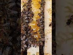 Δεν είναι απλά η συλλογή νέκταρ, είναι ένα σχολαστικά οργανωμένο χημικό θαύμα.