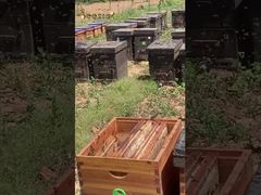 Ευχαριστούμε τις εργατικές μέλισσες για την παραγωγή του πιο αγνού μελιού για εμάς