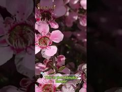 Το μέλι Manuka δεν είναι απλώς ένα γλυκαντικό. προσφέρει πολυάριθμα οφέλη για τον οργανισμό.