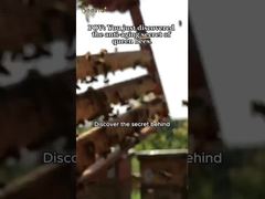 Φυσική ευφορία 10-HDA Οργανικό Φρέσκο Βασιλικό Πολτό Καθαρός Βασιλικός Πολτός για την υγεία