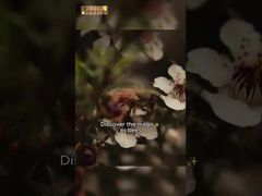 500g UMF10+ καθαρό μέλι Manuka Manuka φυσικό μέλι μέλισσας καθαρό ωμό μέλι