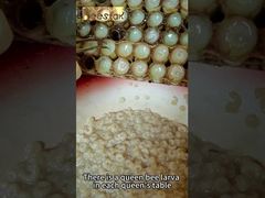 Προϊόν μέλισσας υψηλό 10-HDA Οργανικό Φρέσκο Βασιλικός Πολτός Καθαρό Φρέσκο Τροφή Βασίλισσας