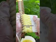 Αν γνωρίζετε τα οφέλη του βασιλικού πολτού για το ανθρώπινο σώμα, σίγουρα θα σας αρέσει.