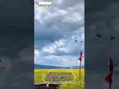 Παρακολούθηση: Πολυανθικό Ακατέργαστο Γύρη Μελισσών σε Κόκκους, Χαρτοκιβώτιο 25kg, Επίδειξη Συμπληρώματος Διατροφής