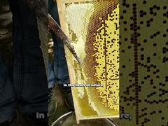 Προβολή Χονδρικής 100% Φυσικό μέλι μέλισσας Αγνό ακατέργαστο μέλι Υψηλής ποιότητας Demo