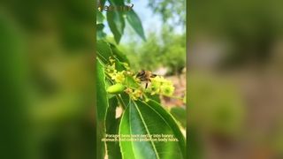 Καθαρό New Zealand Manuka Honey MGO 100 Plus Health Benefits