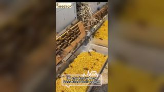 Ξέρετε πώς πέφτει η γύρη από τα πόδια μιας μέλισσας;