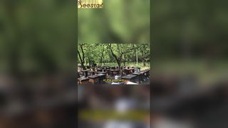 Το μελισσοκομείο παρουσιάζει μια σκηνή τέλειας αρμονίας.